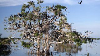 Prek Toal Bird Sanctuary 