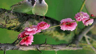 Vietnam Bird Watching 