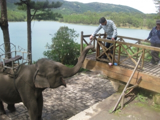 Elephant Ride (B, L)  