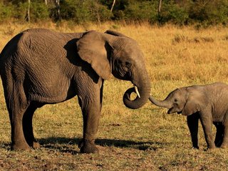 Elephants Safari Tour (B, L)